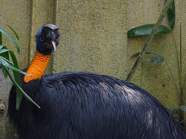 Golden-necked cassowary (08/2016)