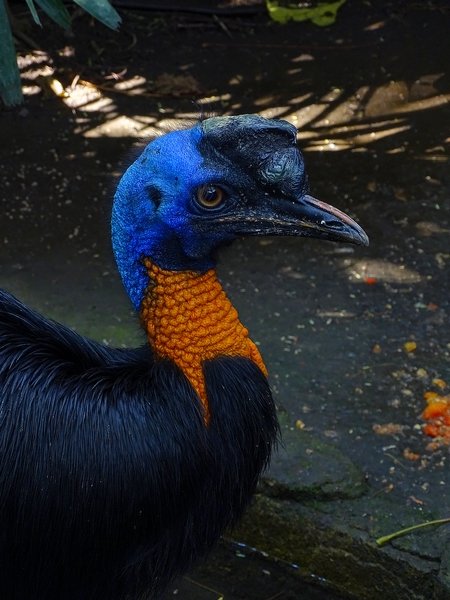 Golden-necked cassowary (08/2016)