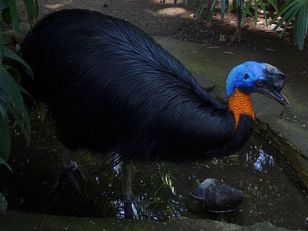 Golden-necked cassowary (08/2016)