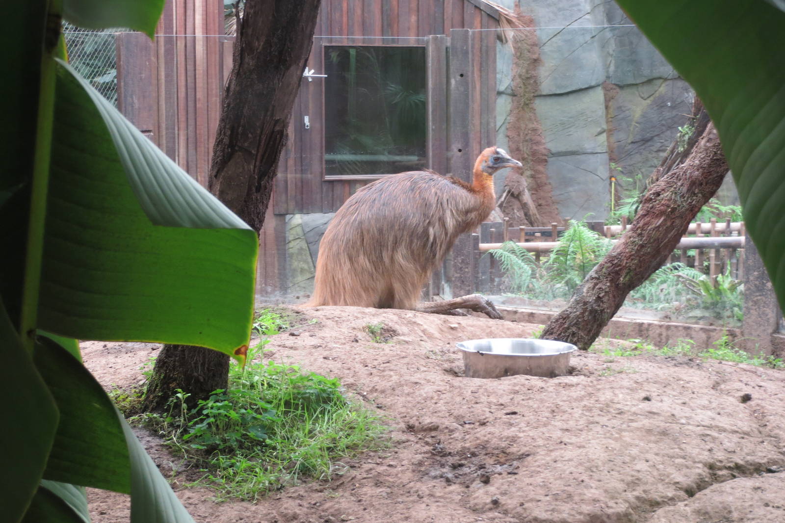 Golden-necked Cassowary 10/14