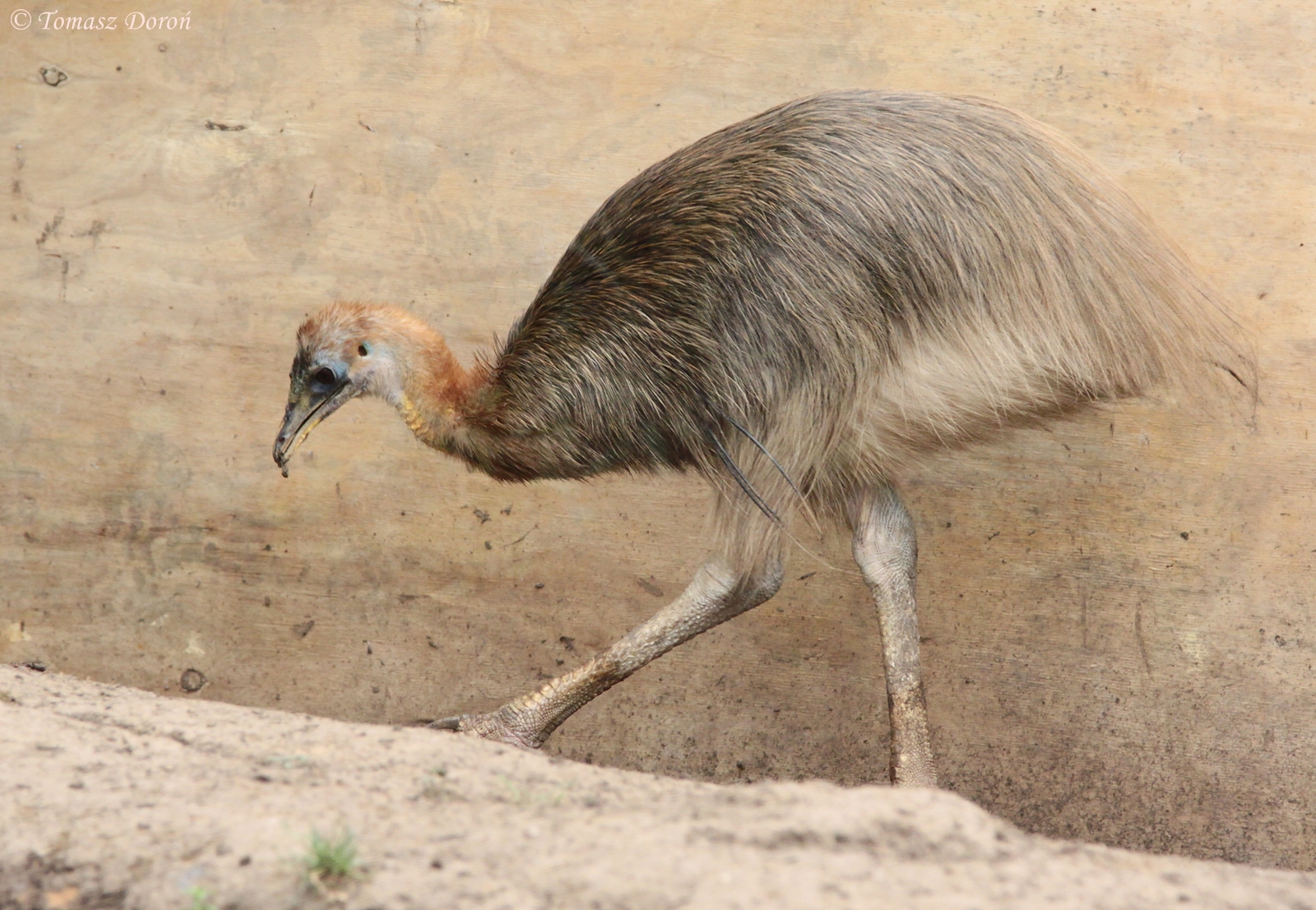 Golden-necked Cassowary (Casuarius unappendiculatus aurantiacus)