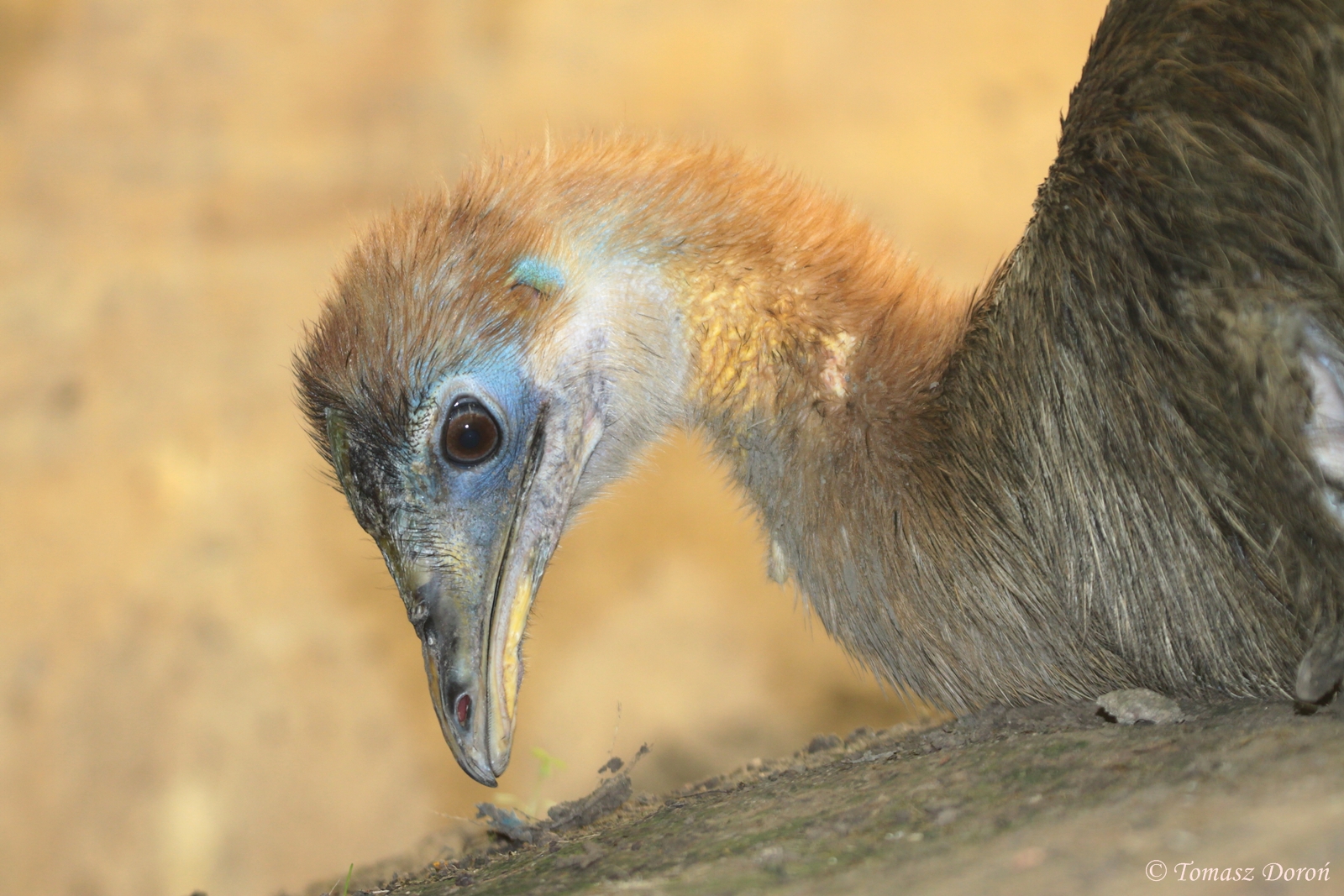 Golden-necked Cassowary (Casuarius unappendiculatus aurantiacus)