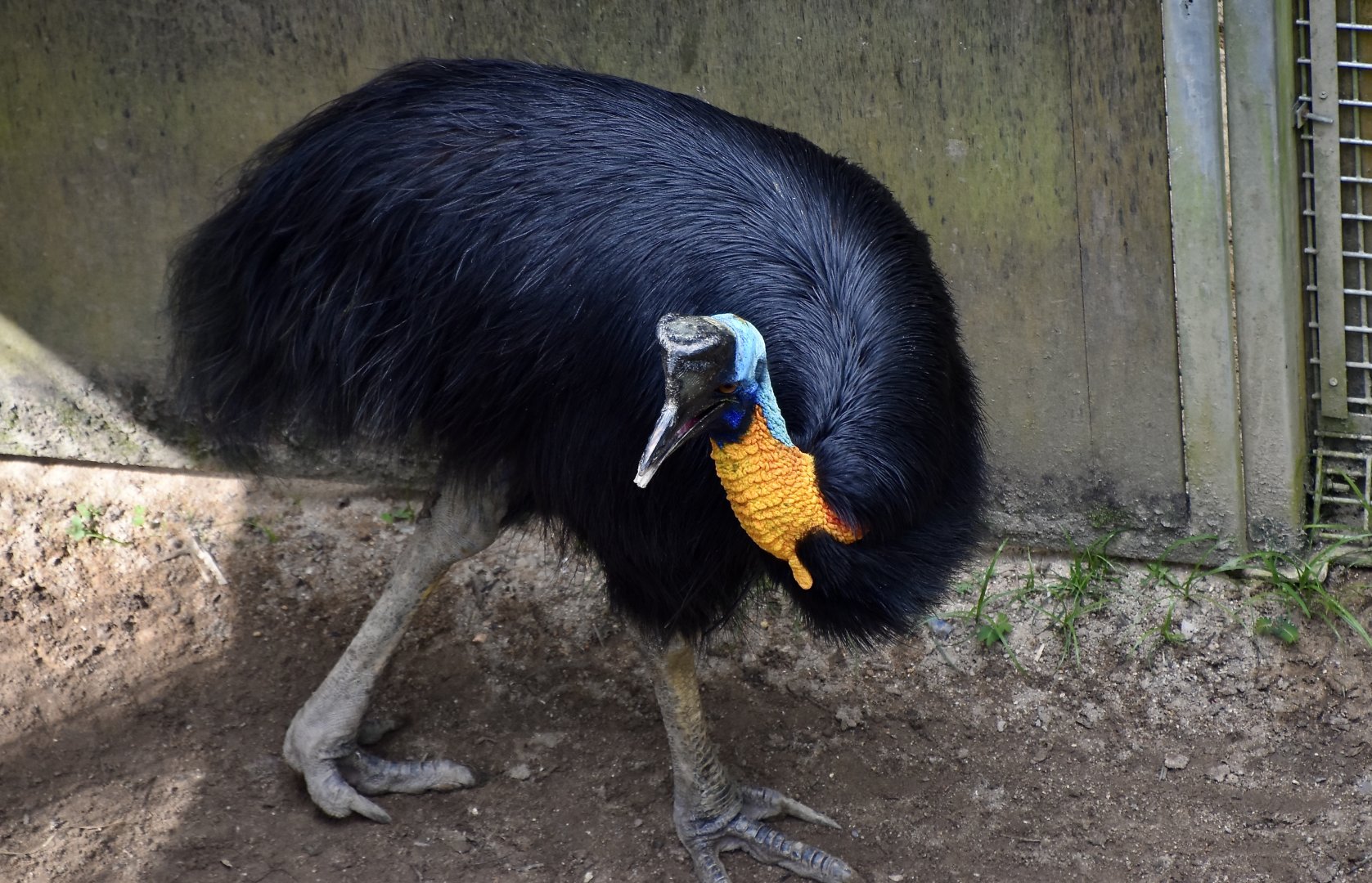 Golden-Necked Cassowary (Casuarius unappendiculatus aurantiacus)