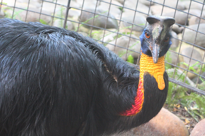 Golden-necked cassowary (Casuarius unappendiculatus unappendiculatus)