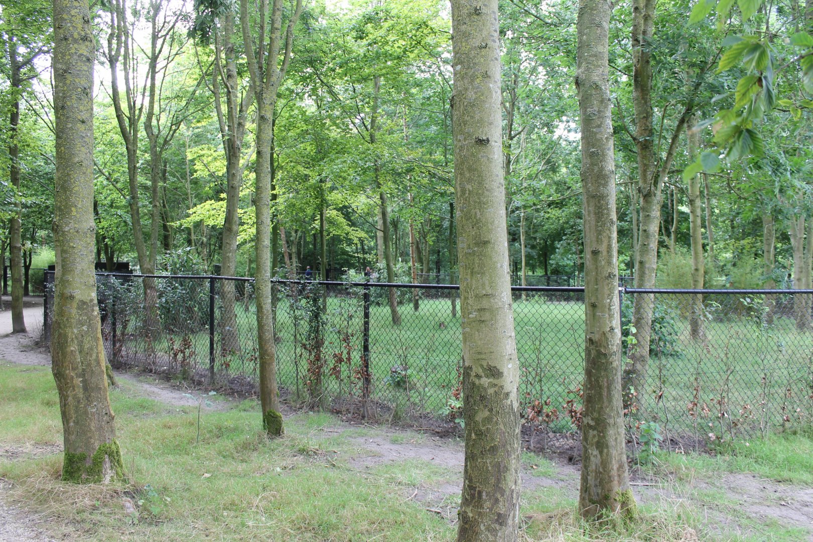 Golden-necked cassowary-enclosure