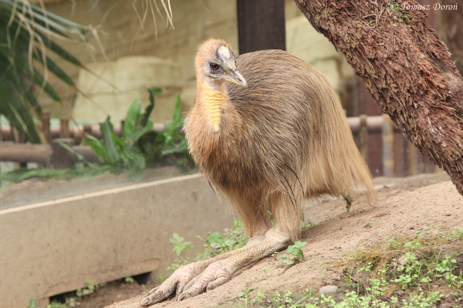Golden-necked Cassowary imm.