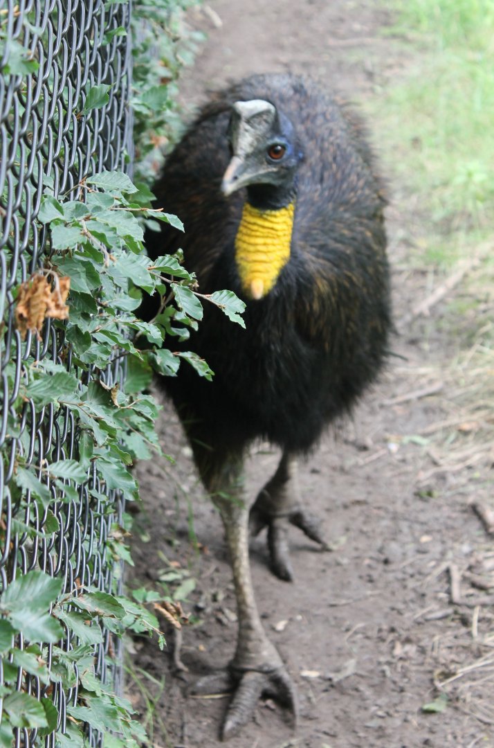 Golden-necked cassowary