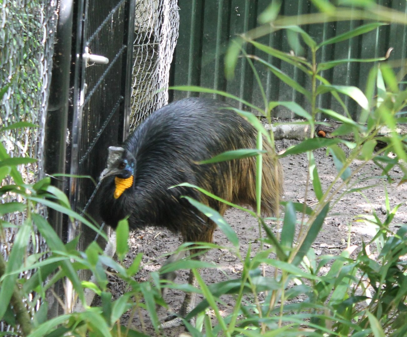 Golden-necked cassowary