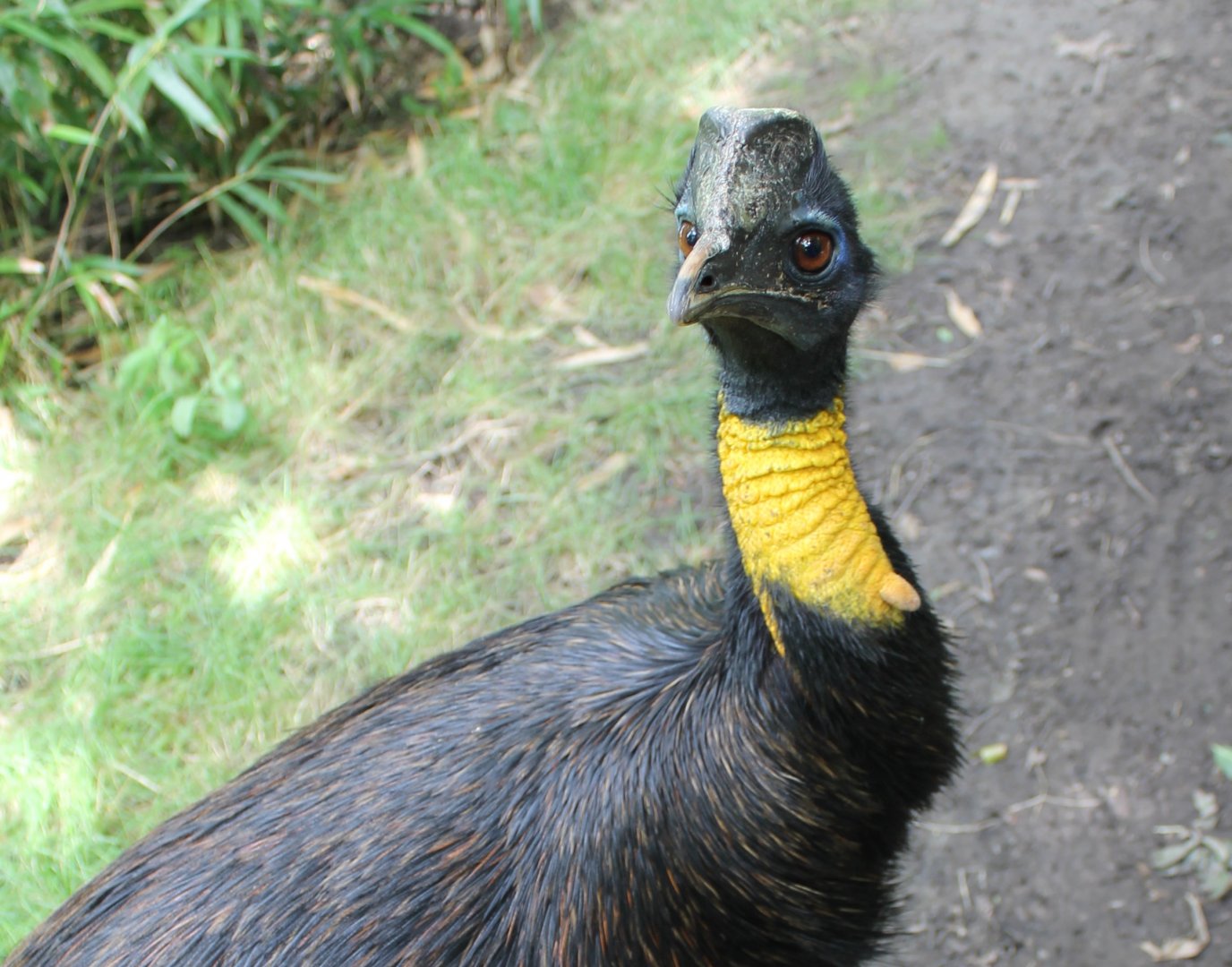 Golden-necked cassowary