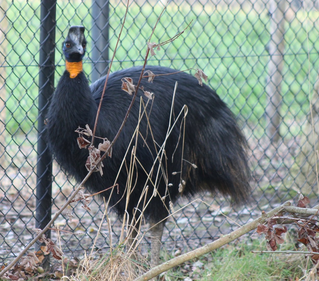 Golden-necked cassowary
