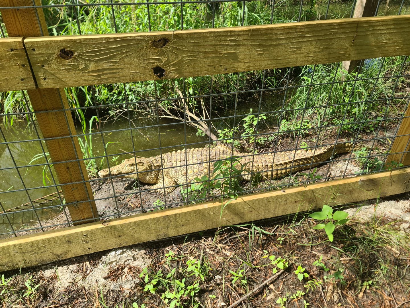 Golden Nile crocodile morph at Crocodile Encounter