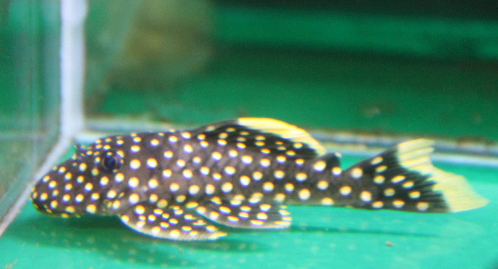 Golden nugget plec