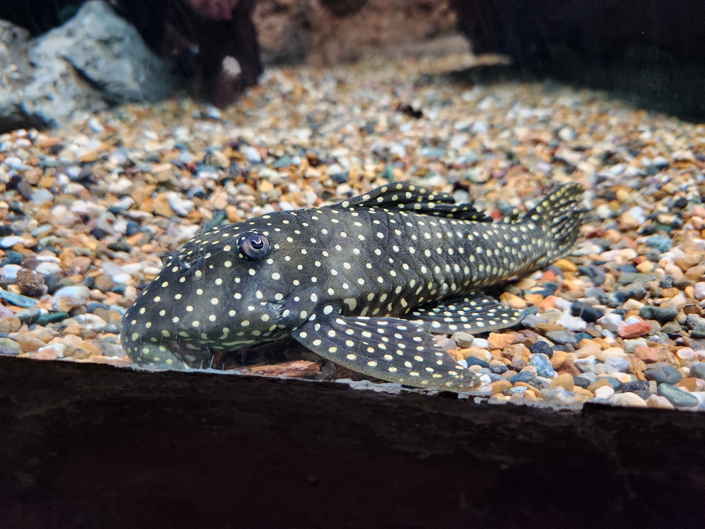 Golden Nugget Pleco