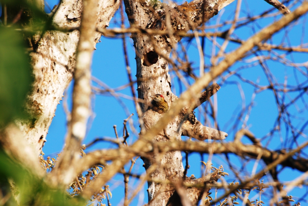 Golden-Olive Woodpecker at Monteverde Lodge, 19/04/14