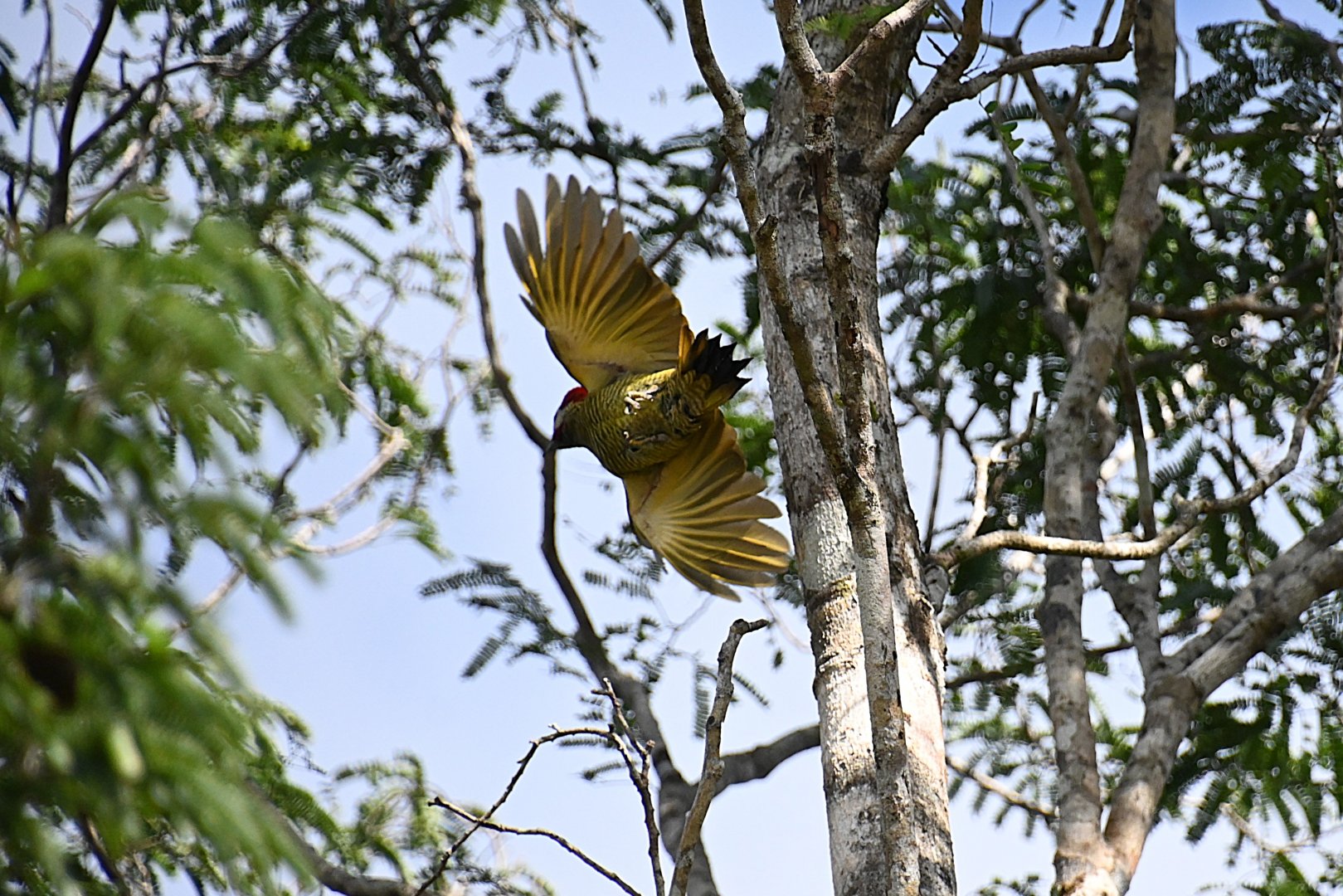 Golden-olive woodpecker (Colaptes rubiginosus)