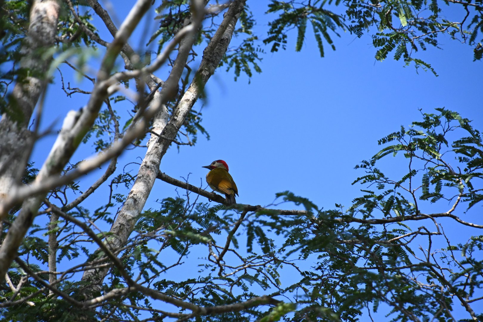 Golden-olive woodpecker (Colaptes rubiginosus)