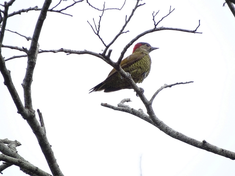 Golden-Olive woodpecker