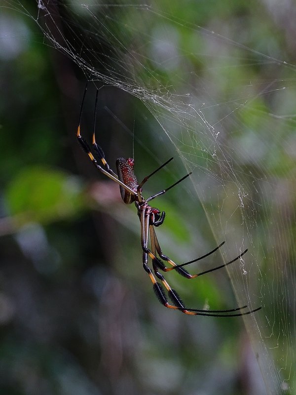 Golden Orb Spider