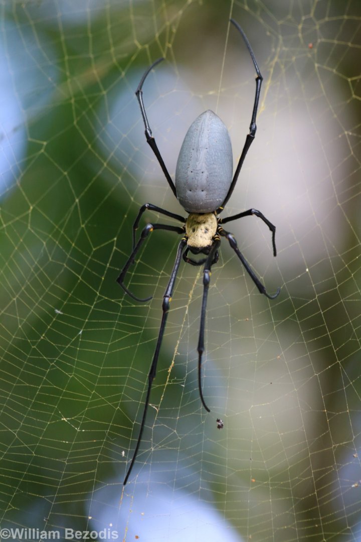 Golden Orb Spider
