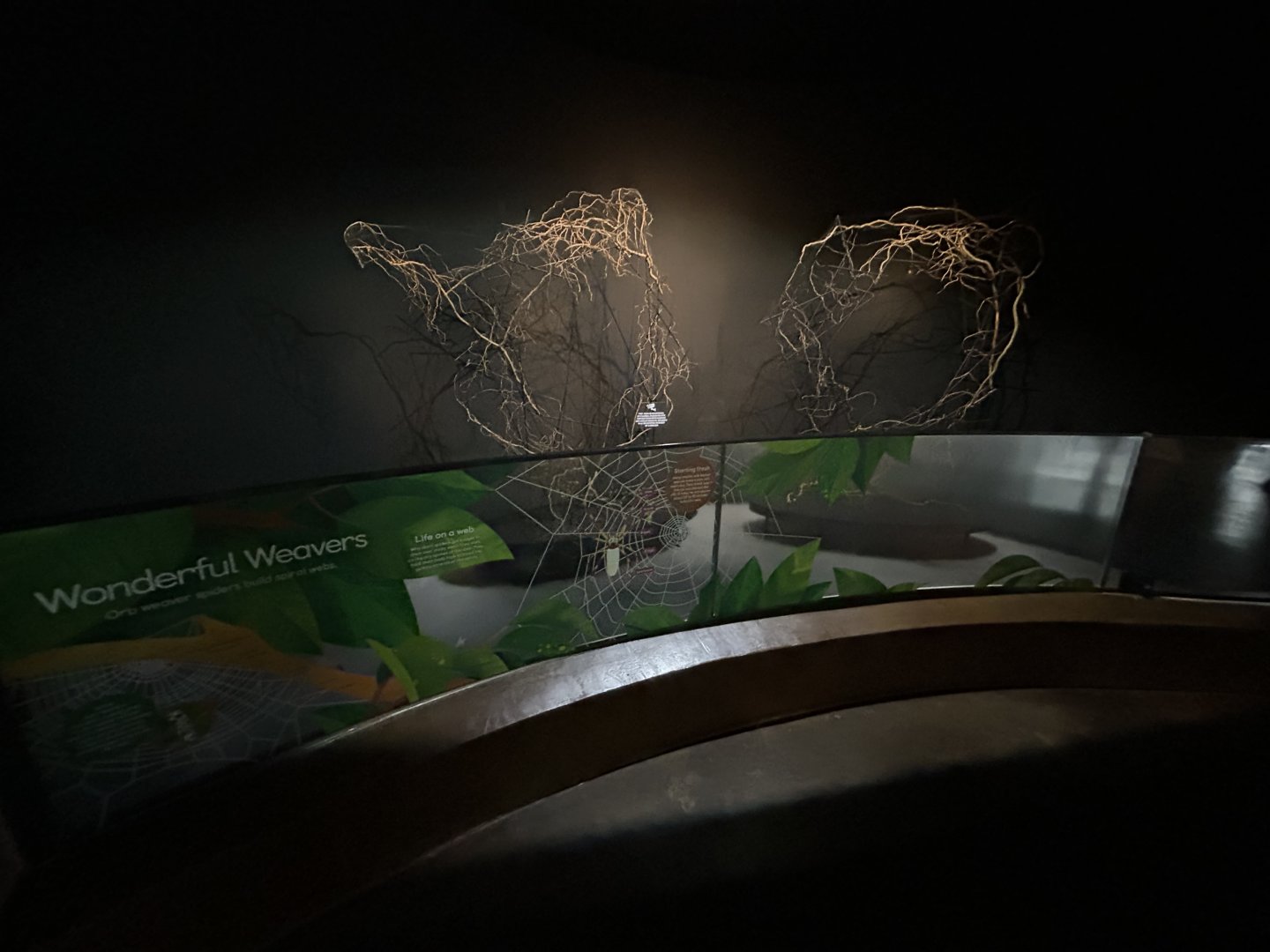 Golden Orb Weaver Exhibit - Wildlife Explorers Basecamp