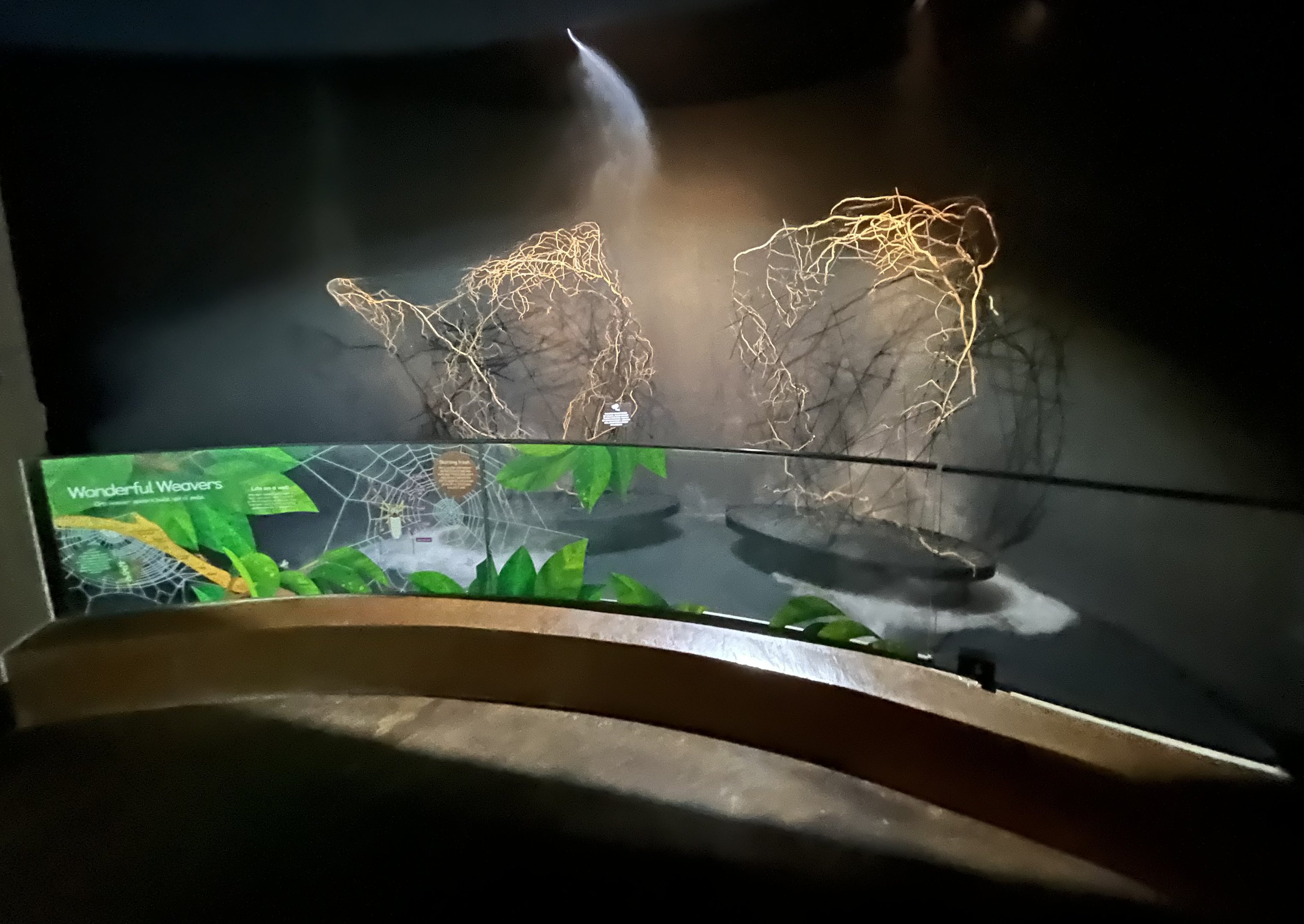 Golden Orb Weaver Exhibit - with water misters