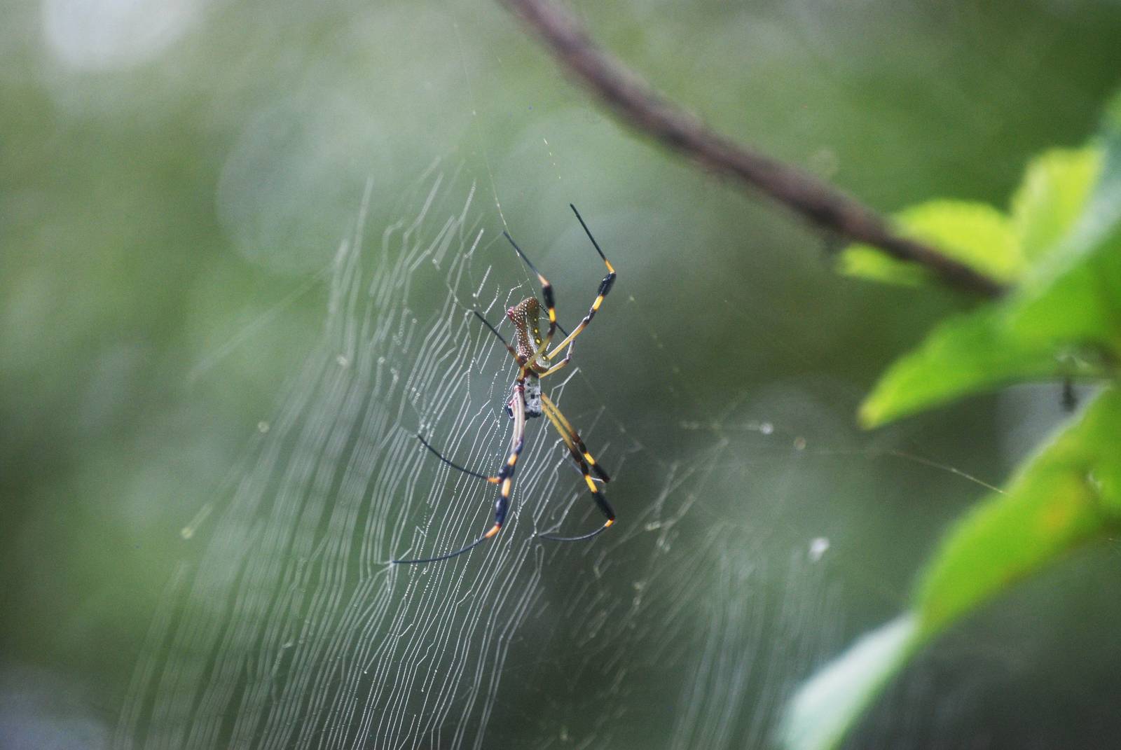 Golden Orb-Weaver in Tortuguero, 14/04/14
