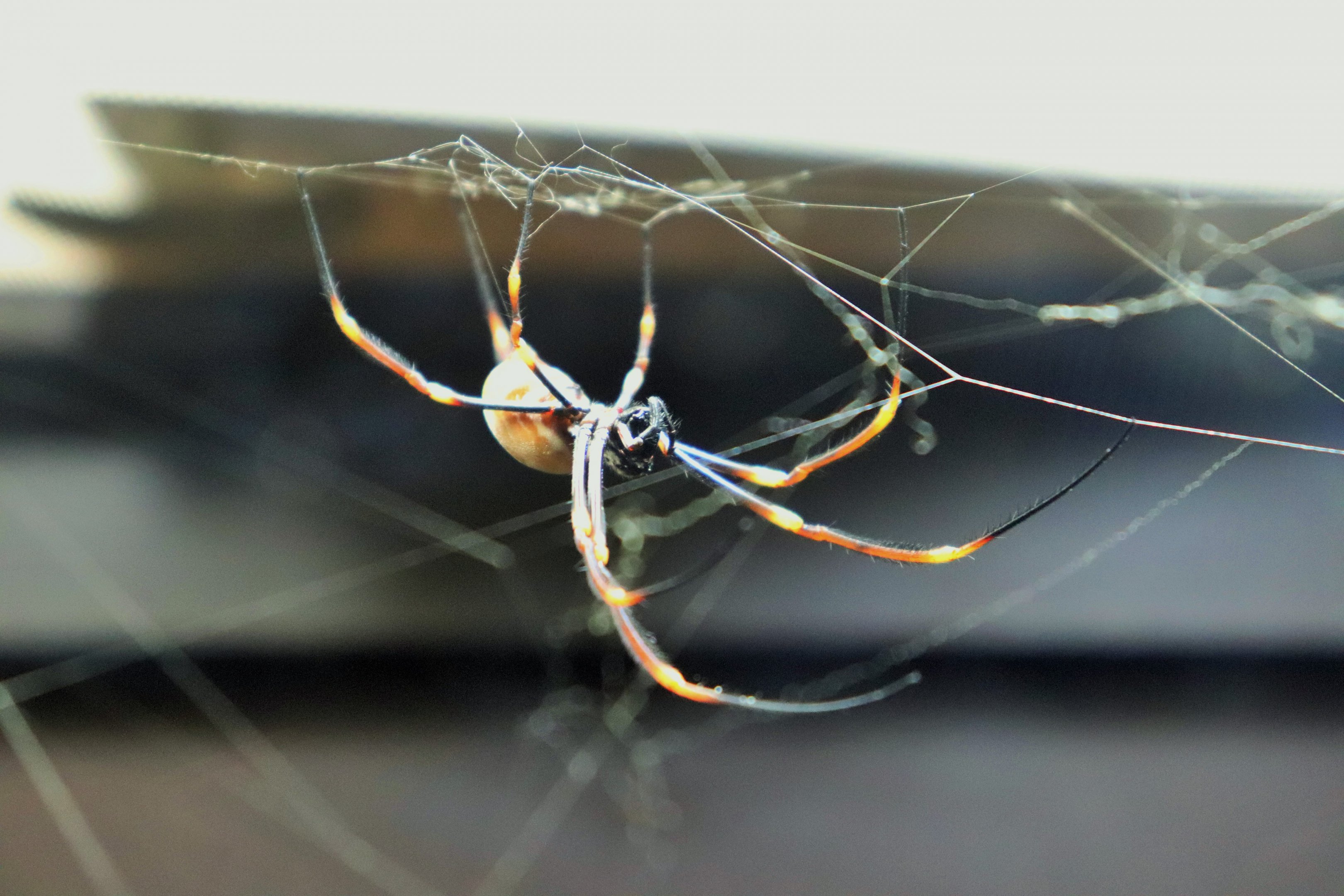 Golden Orb Weaver (Nephila sp.)
