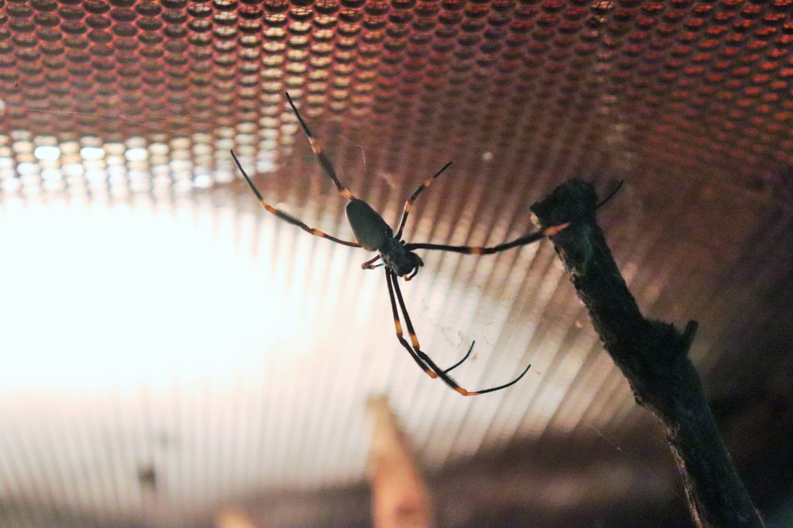 Golden Orb Weaver (Nephila sp.)