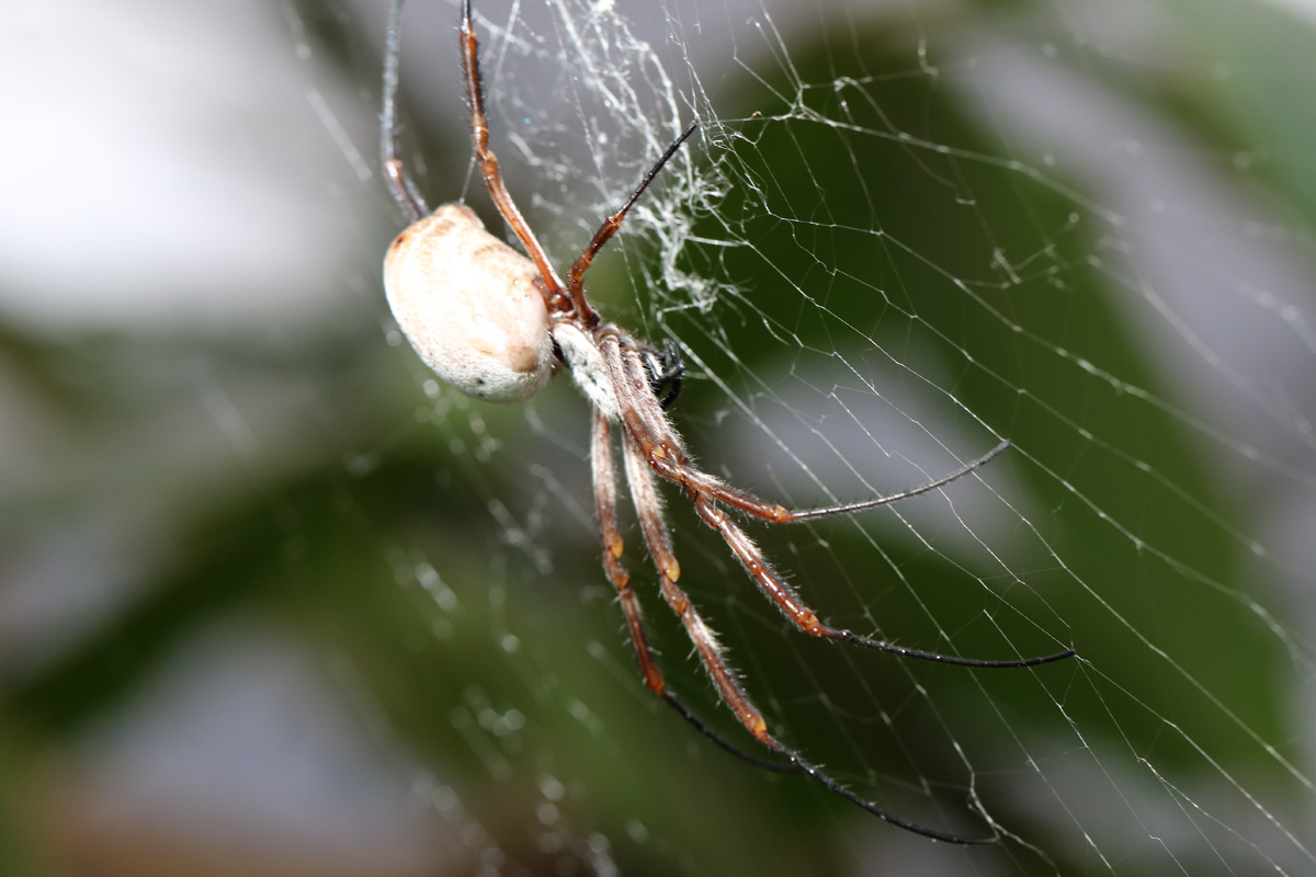 Golden Orb-weaver spider at ZSL London Zoo 2/11/2018
