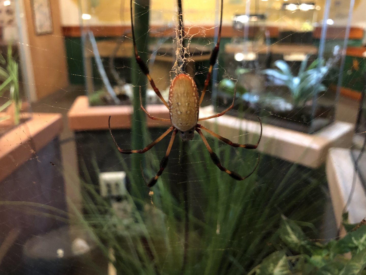 Golden orb weaver spider