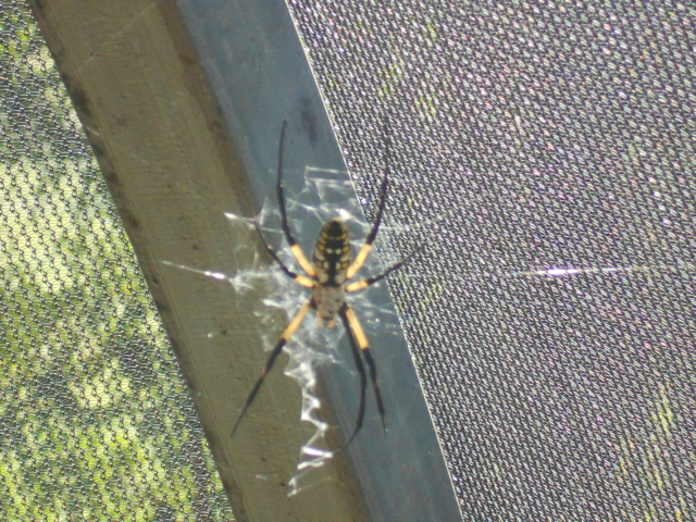 Golden orb weaver