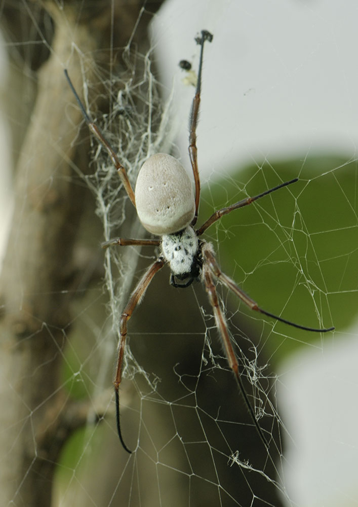 Golden orb weaver