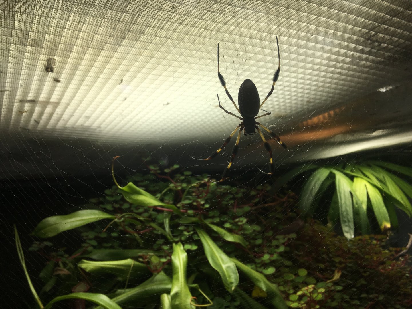 Golden orb weaver