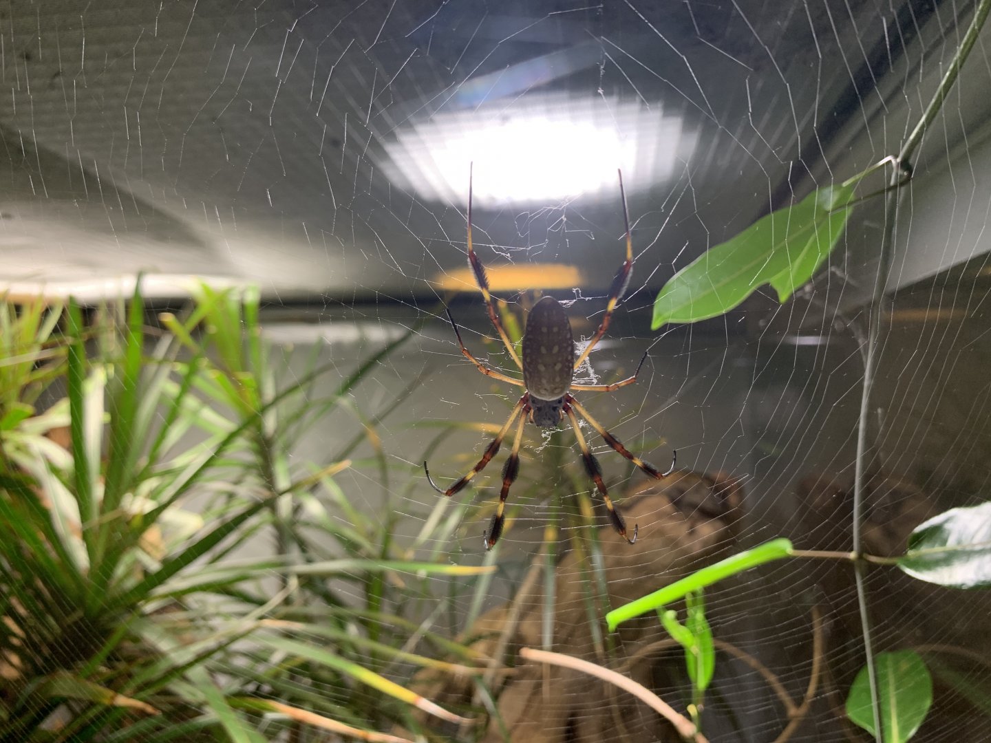 Golden orb weaver