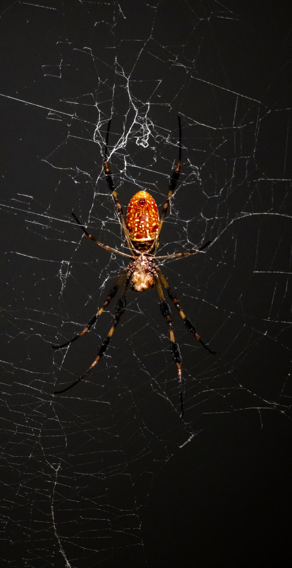 Golden Orb Weaver
