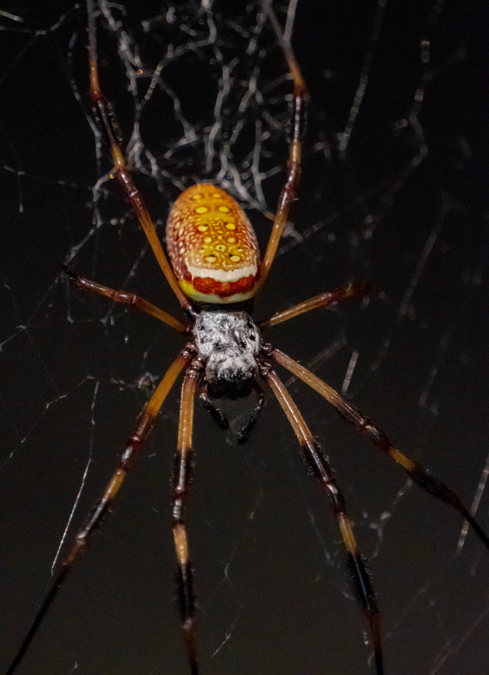 Golden Orb Weaver