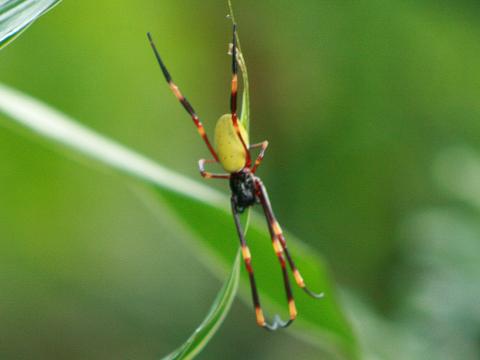 Golden Orb Web Spider