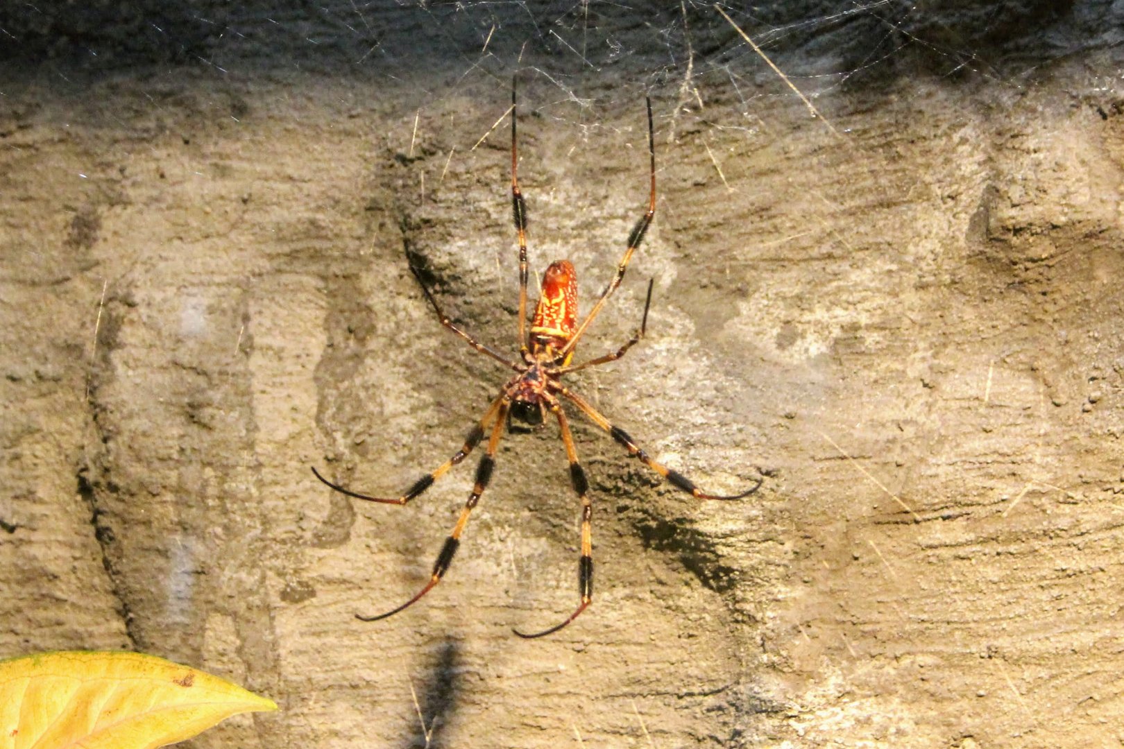Golden Orb Web Spider