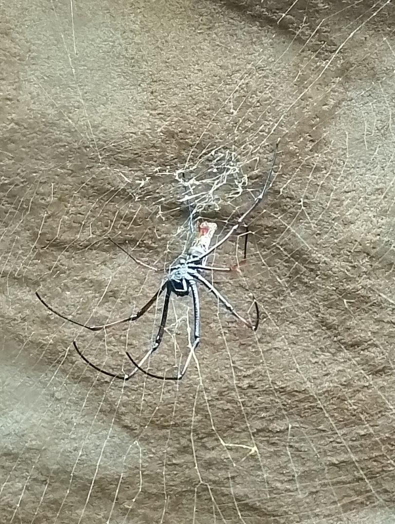 Golden orb-web spider