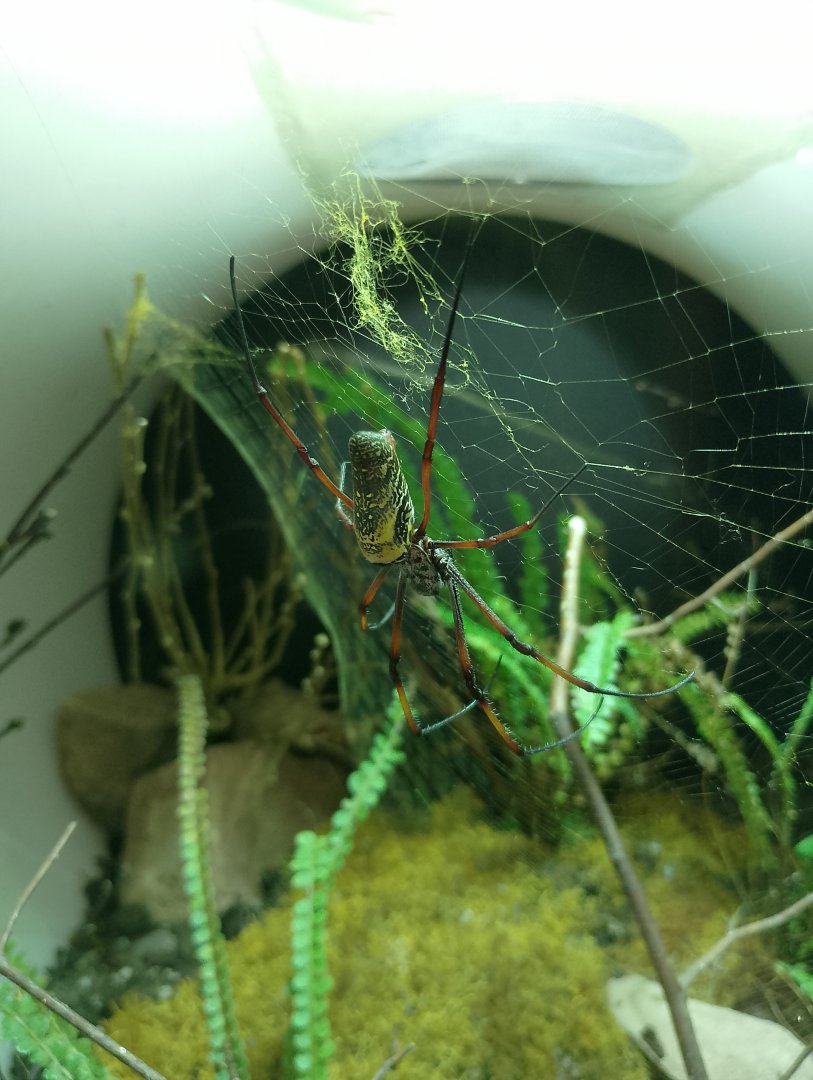 Golden orb-web spider