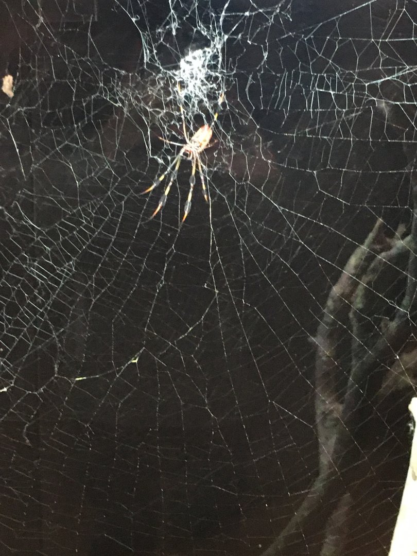 Golden Orbweaver Spider