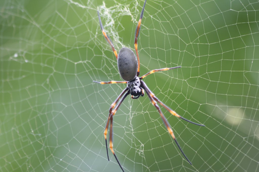 Golden Orbweaving Spider