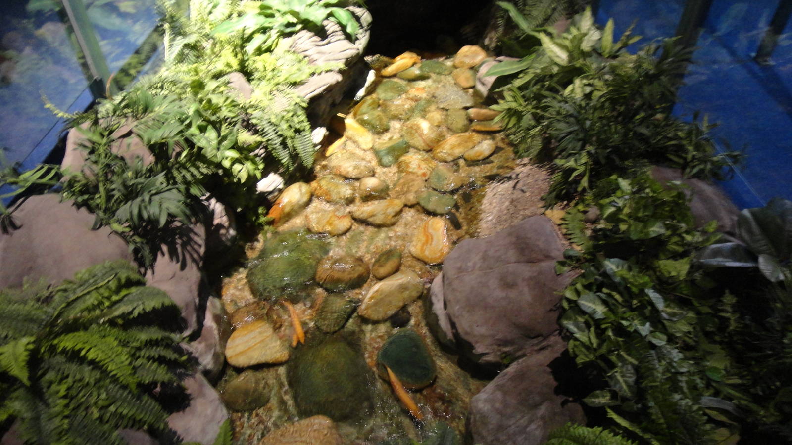 Golden Orfe Exhibit (30/12/2011)