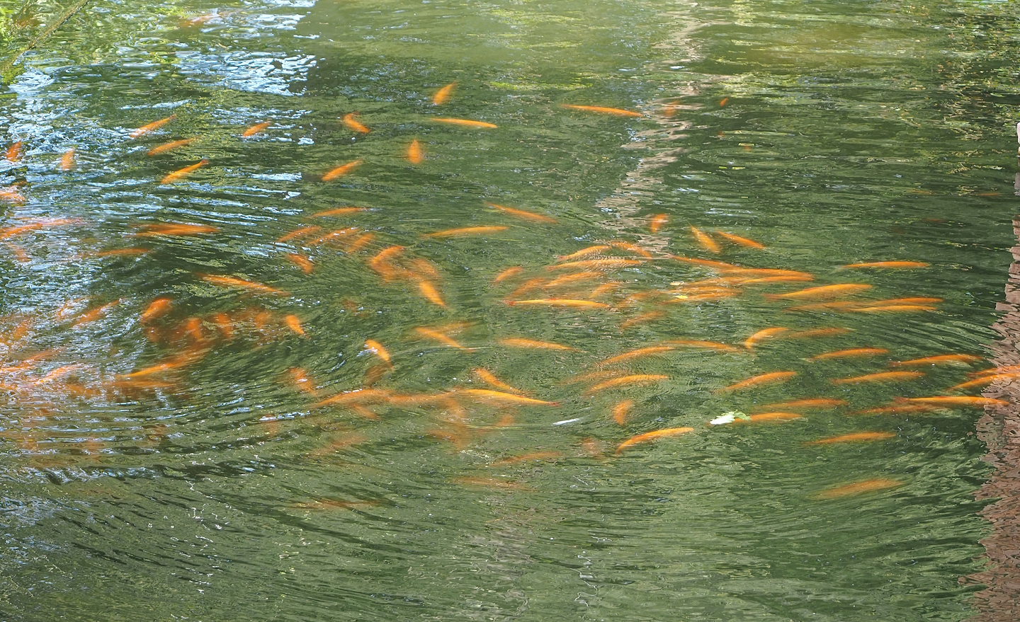 Golden orfes (Leuciscus idus) in creek around primate islands, 2023-09-24