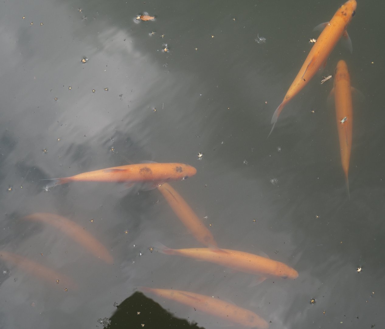 Golden orfes  (Leuciscus idus) in the moat of one of the okapi paddock, 2025-08-03