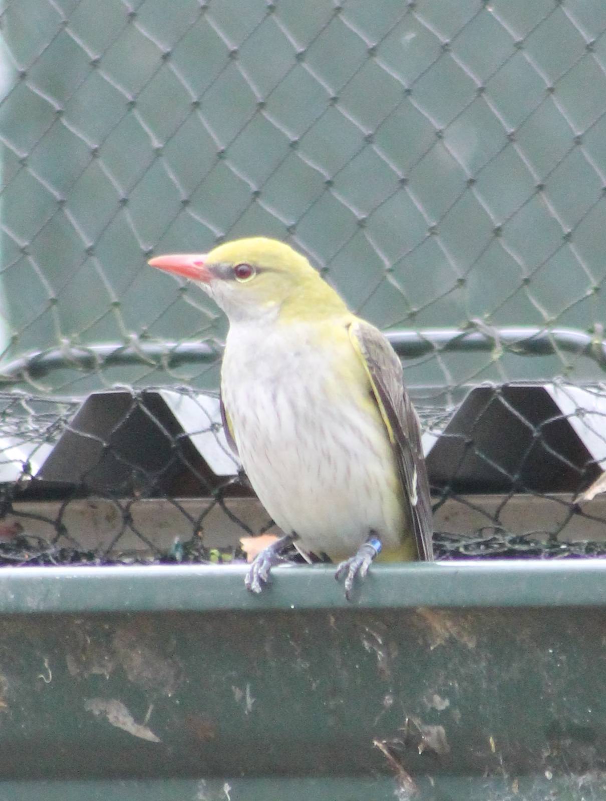 Golden oriole female