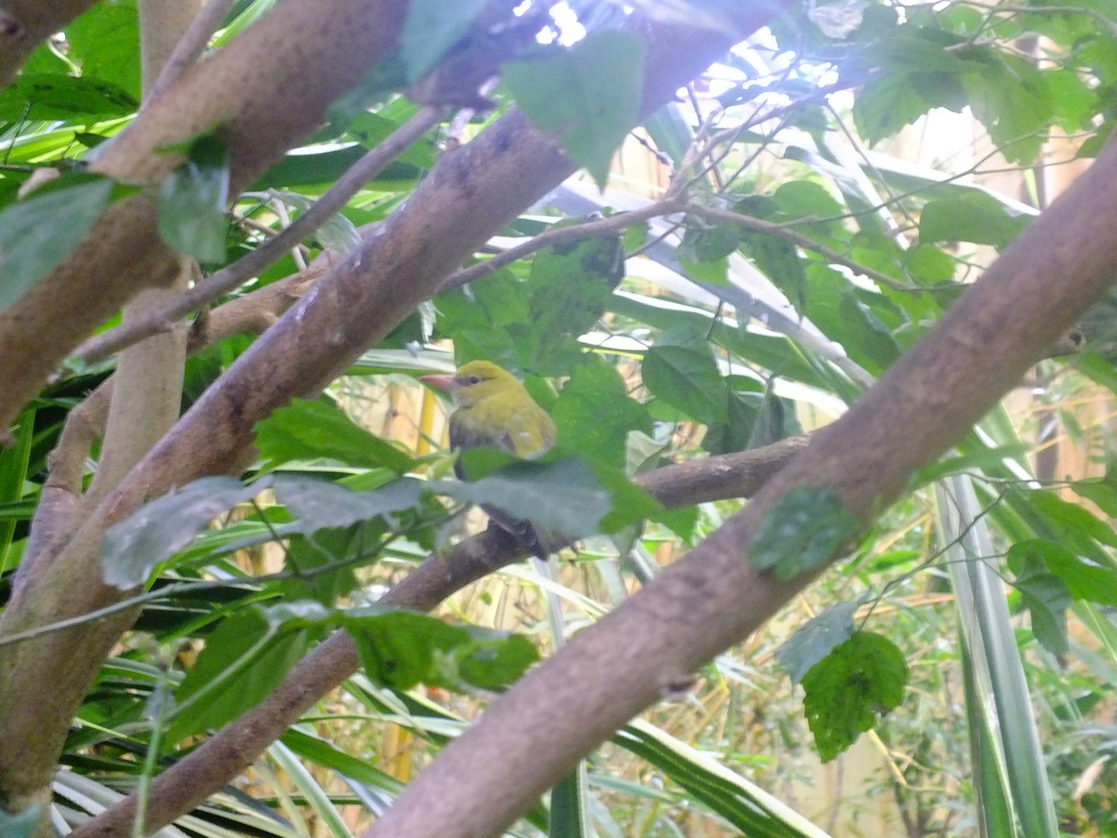Golden oriole in walk-through aviary
