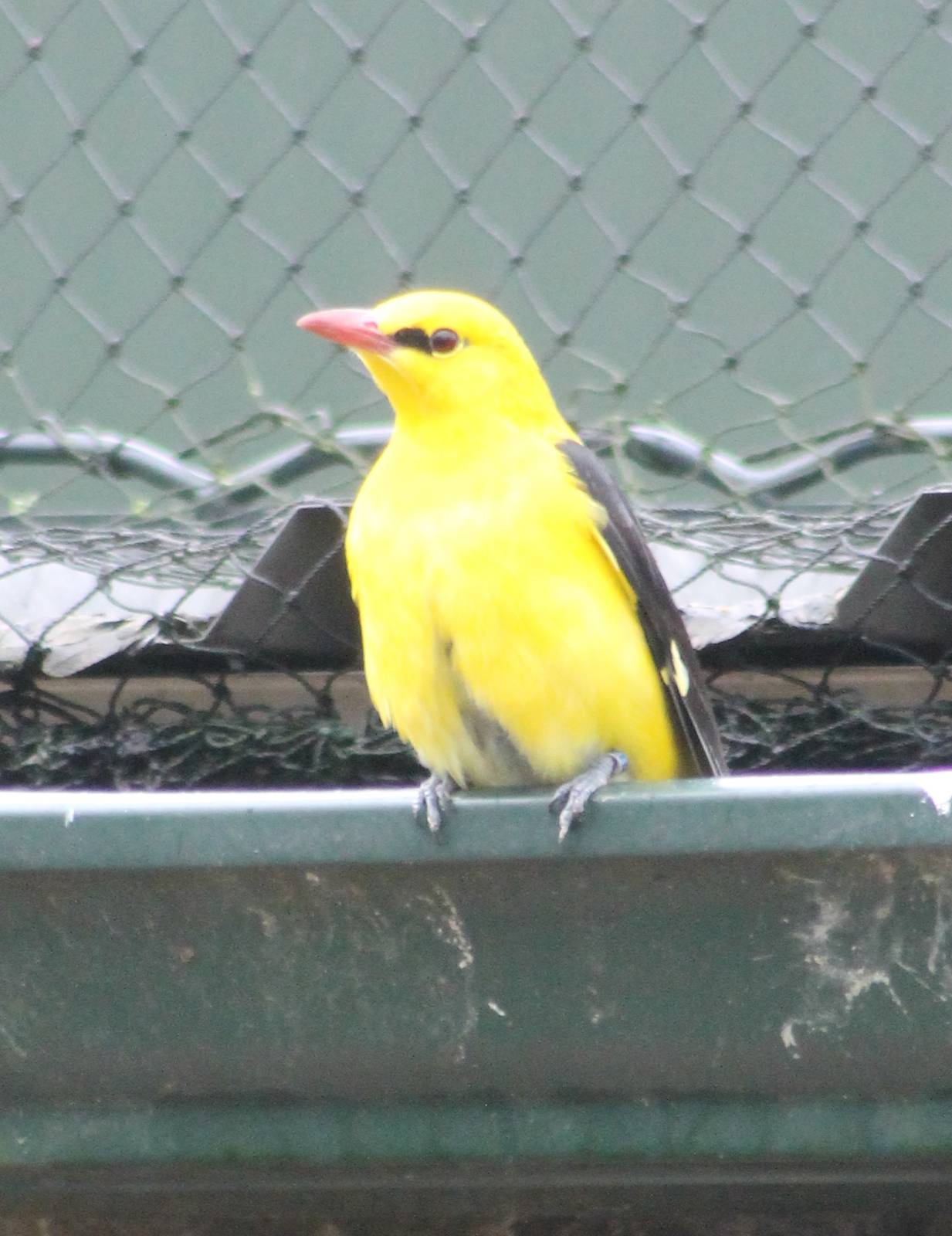 Golden oriole male