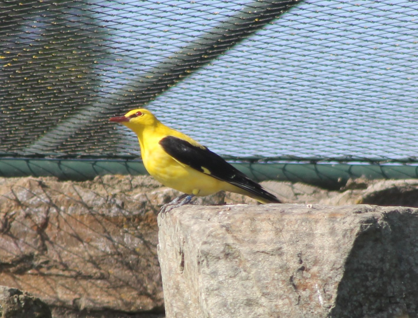 Golden oriole - male