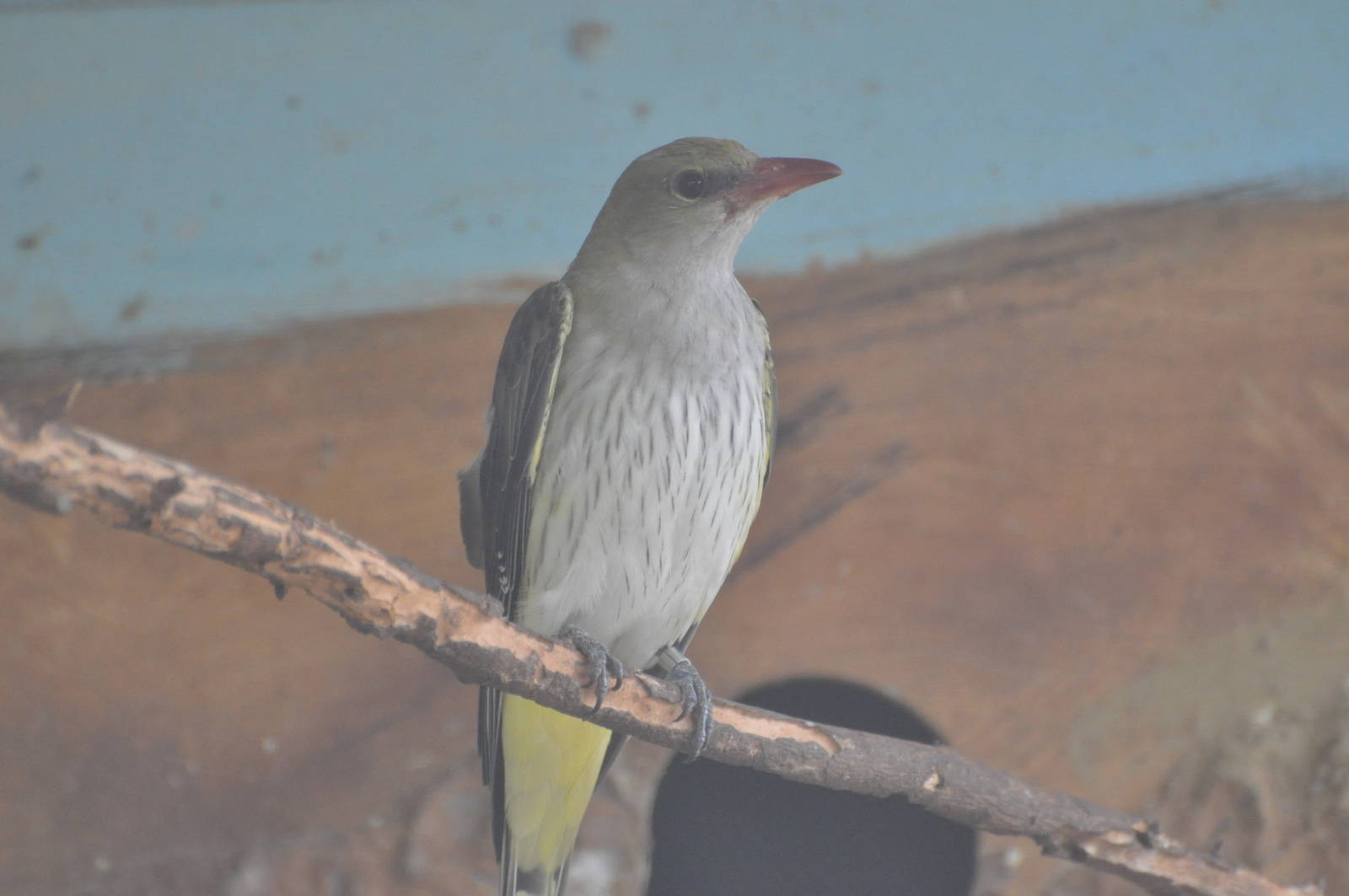 Golden oriole/ Oriolus oriolus